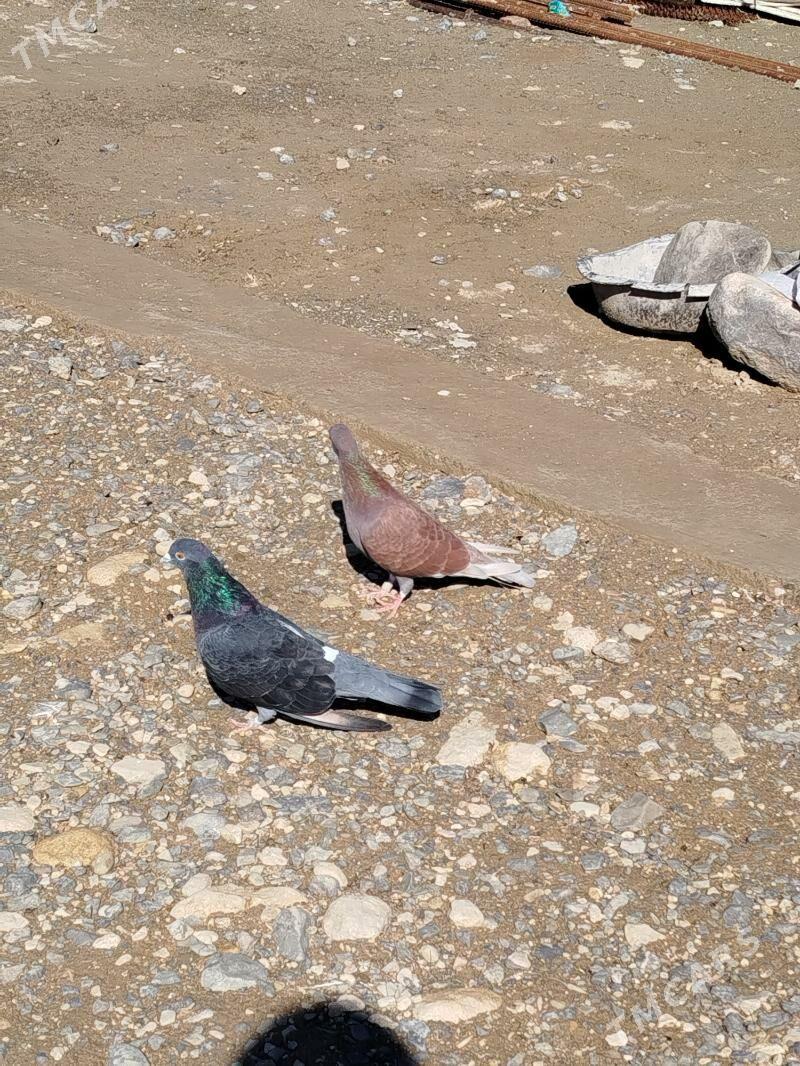 kepderi - Gyzylarbat - img 1