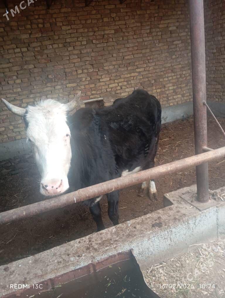 gysyr inek - Чарджоу - img 1