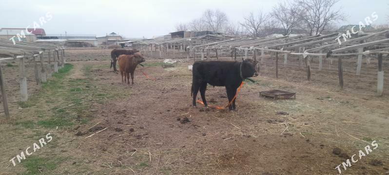 öküz we gulajyn - Векильбазар - img 1