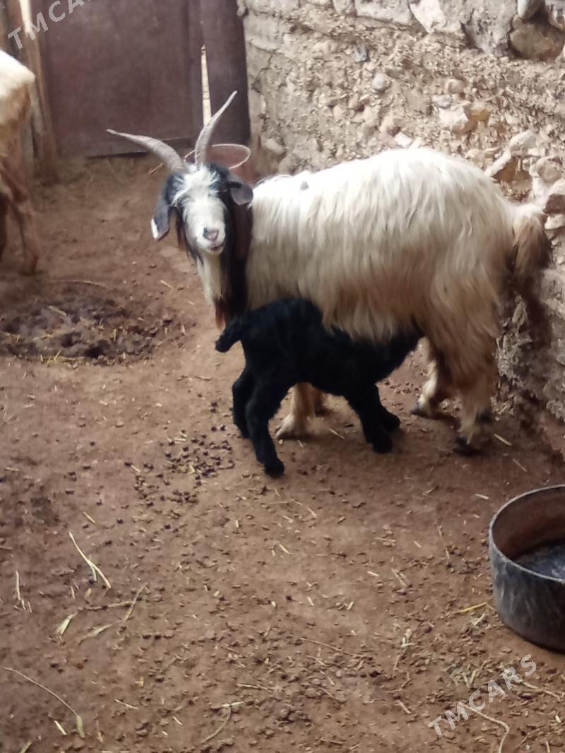 Owlakly geçi - Эсенгулы - img 1