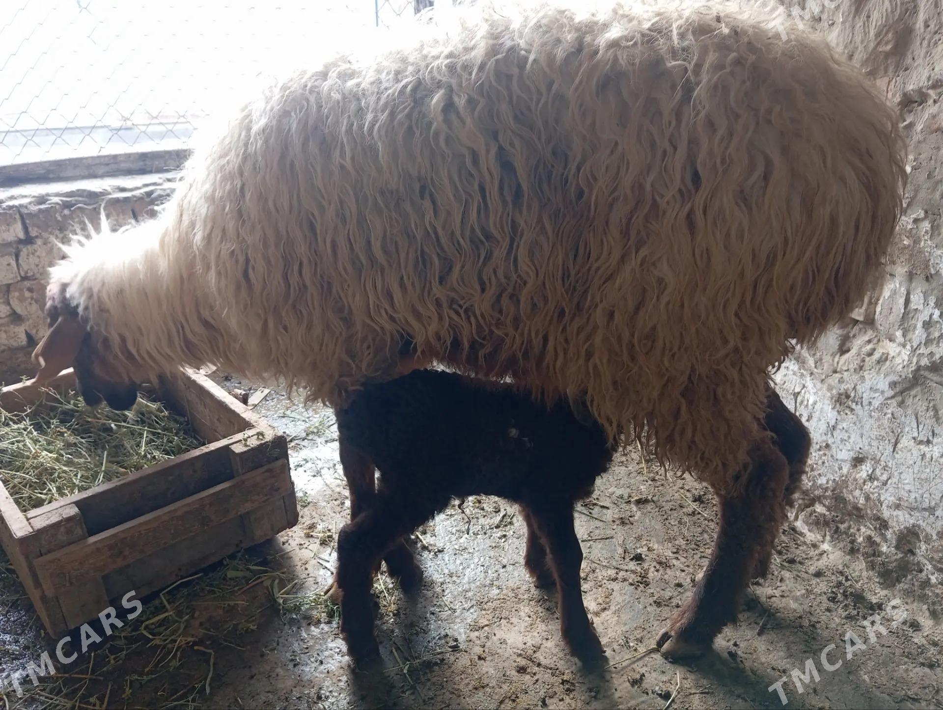 guzuly goyun - Bäherden - img 1