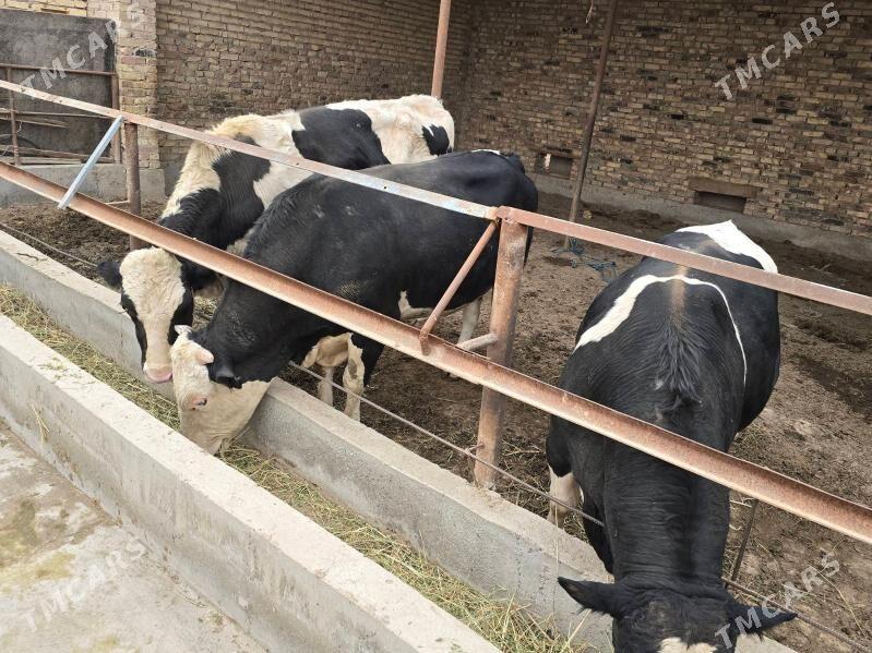 Gibrit Golshtein Okizler - Туркменабат - img 1