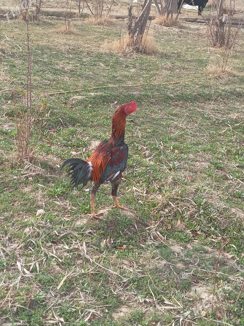 baýsy - Türkmengala - img 1