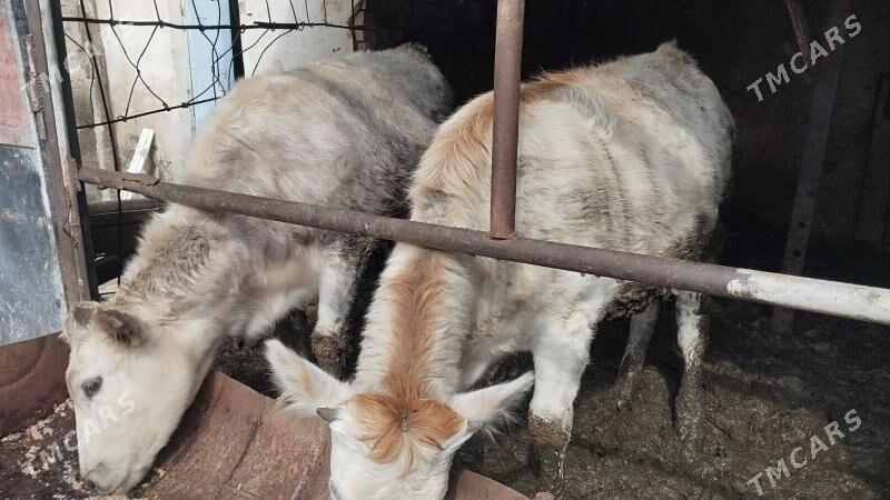 bakylan tüweler - Aşgabat - img 1