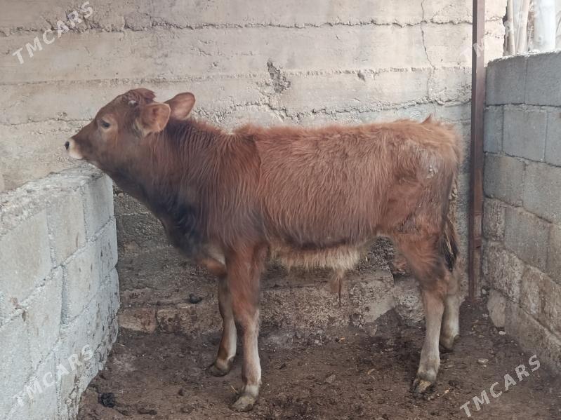 okuz - Ашхабад - img 1