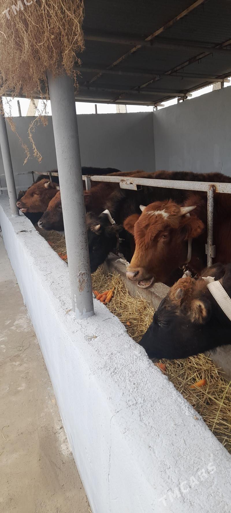 öküzler - Gypjak - img 1