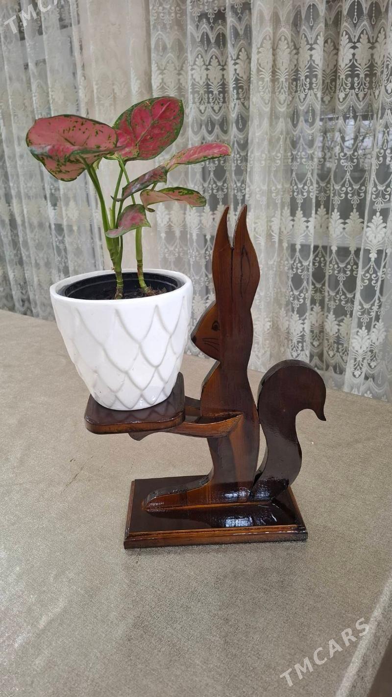 Oy gulleri - Ашхабад - img 1