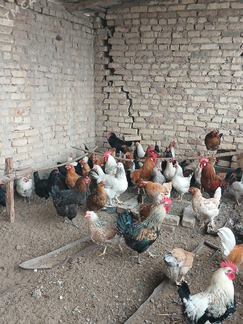 Towuklar - Çärjew - img 1