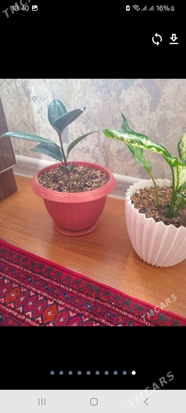 Otag gulleri - Mary - img 1