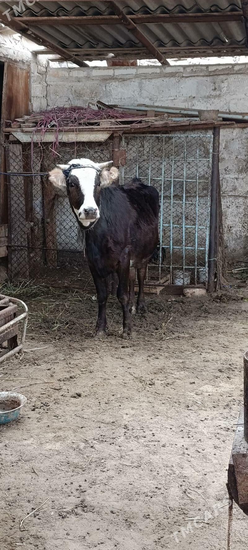 sygyr okuzceli - Балканабат - img 1