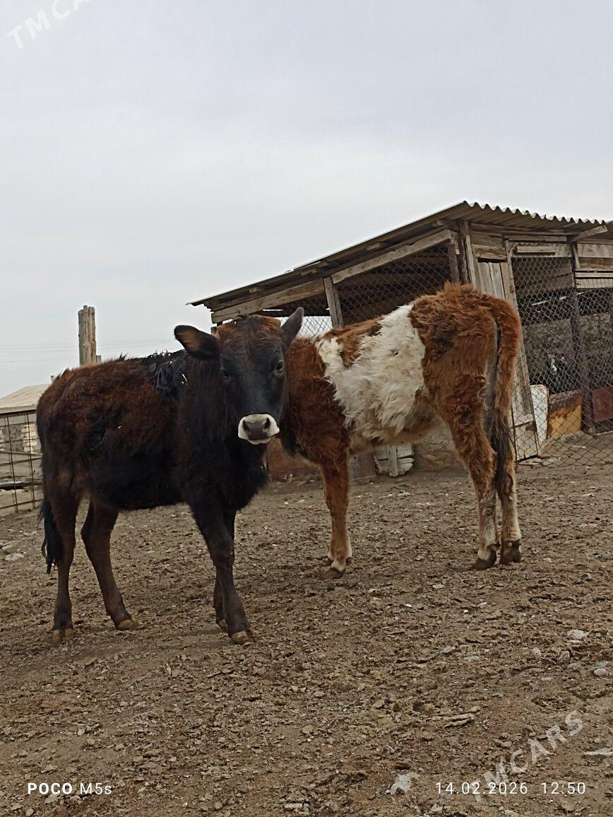 Inen golele - Берекет - img 1