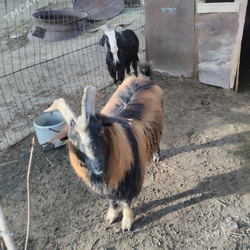 teke - Берекет - img 1