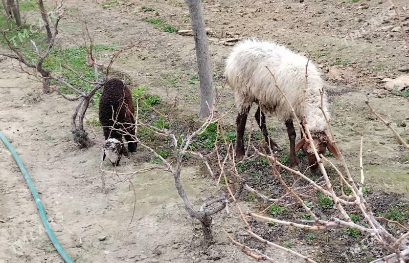 SATLIK GUZLI GOYUN - Ашхабад - img 1