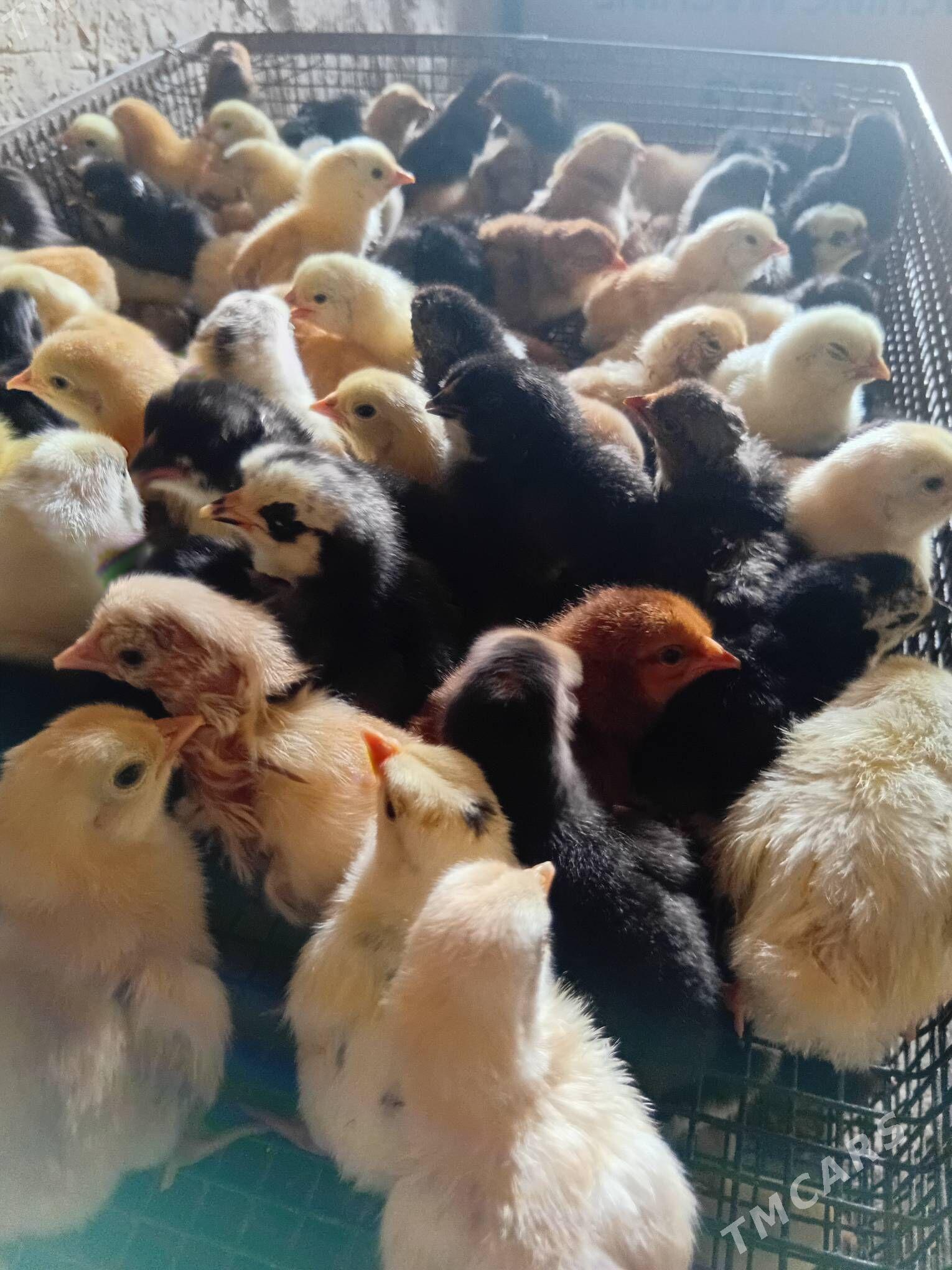 juyje - Шабатский этрап - img 1