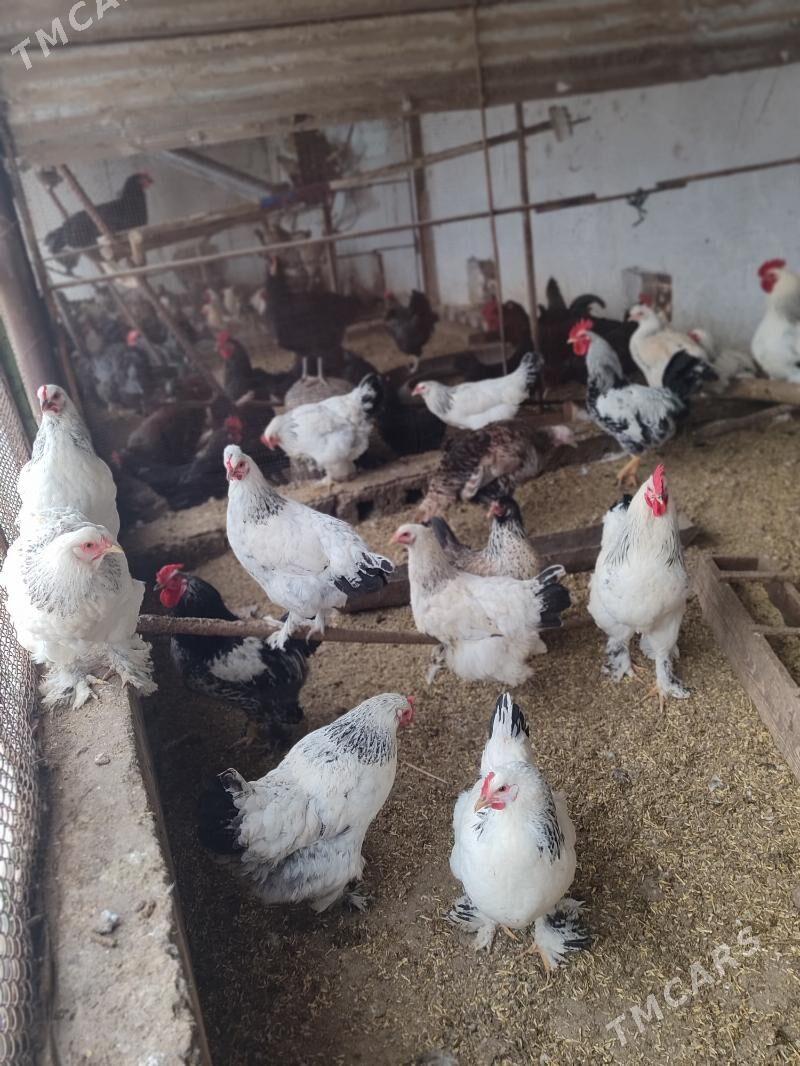 Büroler paroda jüyje - Çärjew - img 1