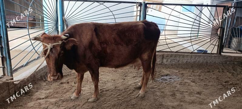 semiz sygyr - Балканабат - img 1