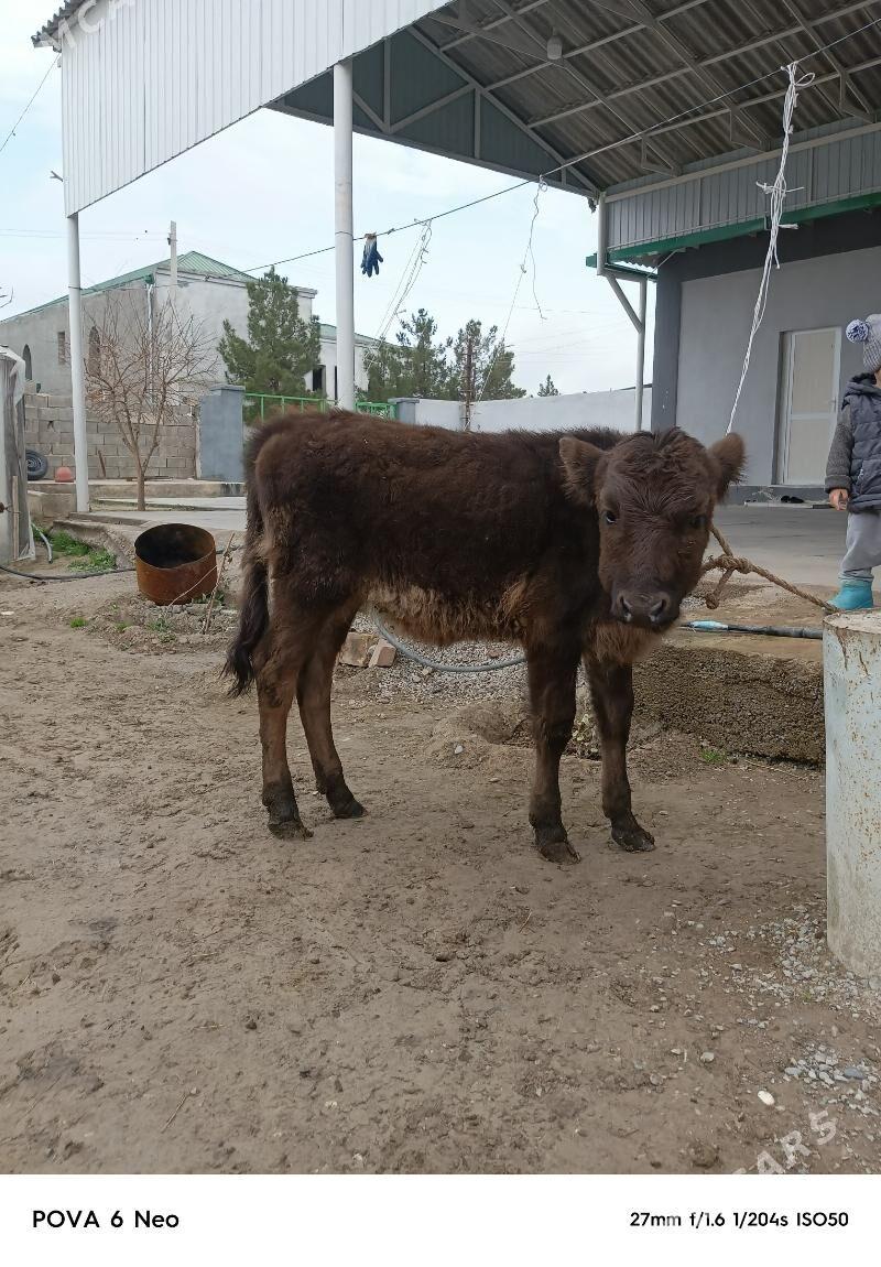 tuwe - Herrikgala - img 1