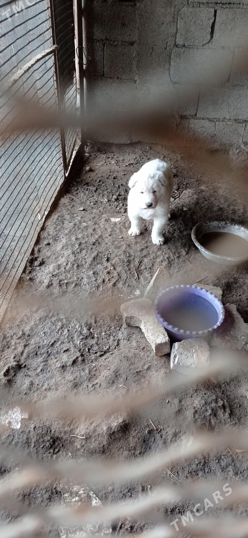 alabay - Кака - img 1