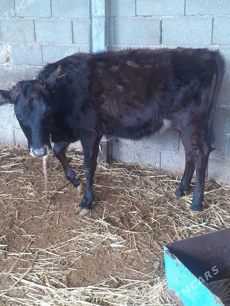 tüwe - Ak bugdaý etraby - img 1