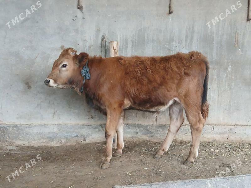 gole - Wekilbazar - img 1