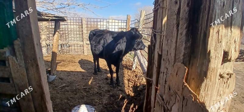 SWES GYSYR SYGYR - Bäherden - img 1