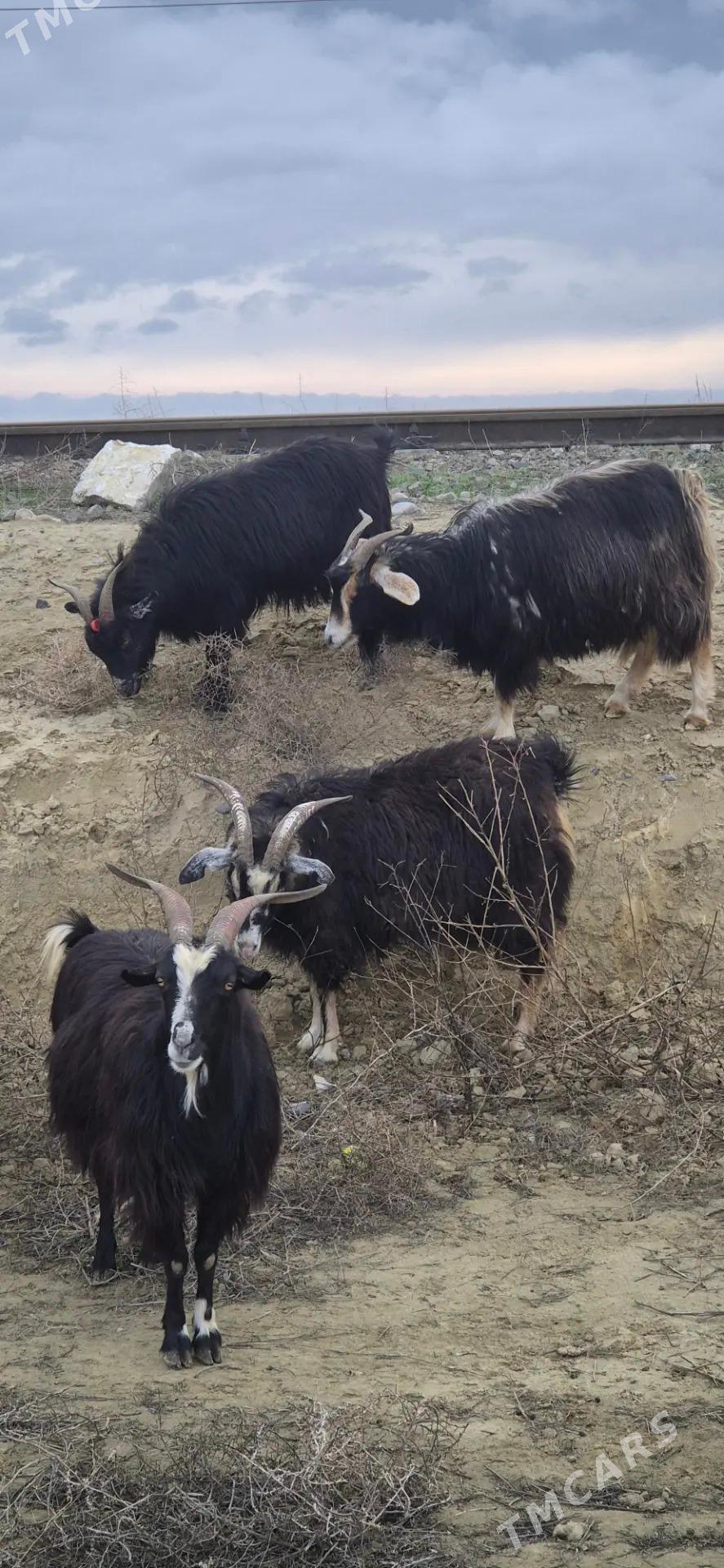 Geciler - Бахарден - img 1