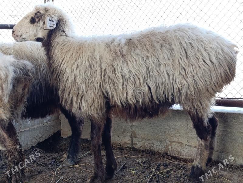 gysyr goýun - Bäherden - img 1