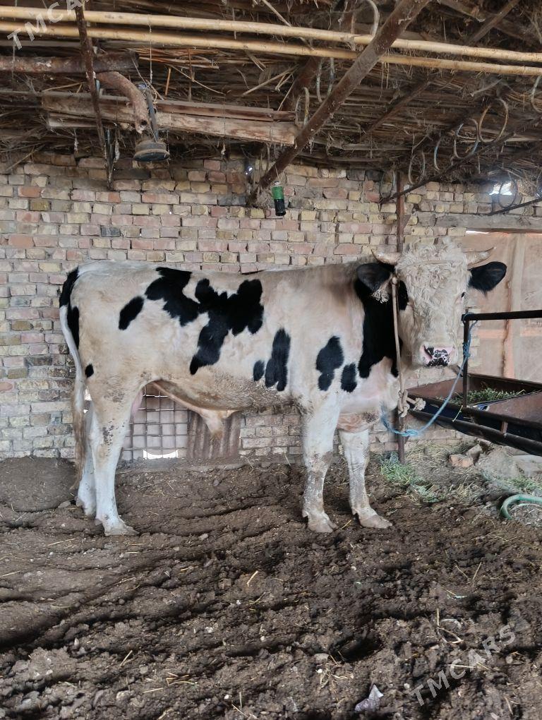 SİMENTAL.   ÖKUZLER - Türkmenabat - img 1
