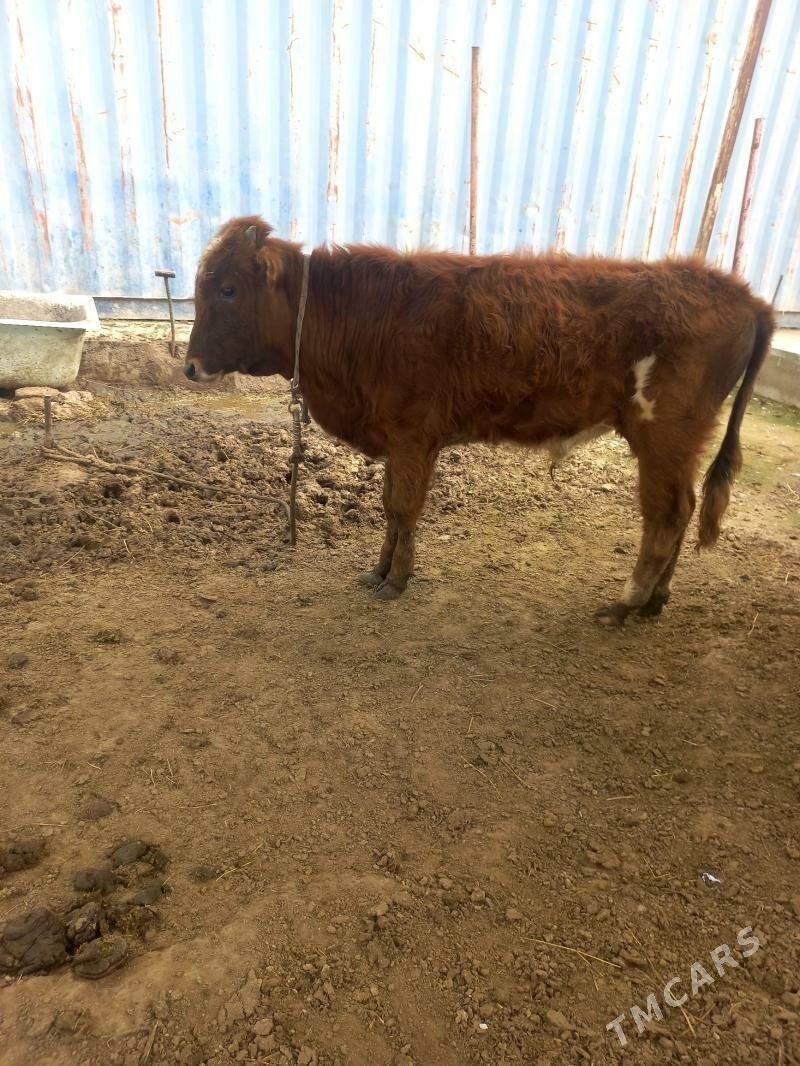 okuz sygyr - Aşgabat - img 1