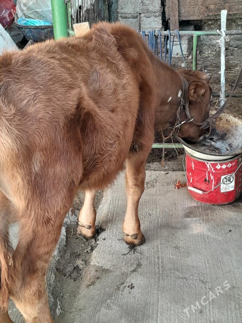 Okuz - Bedew - img 1