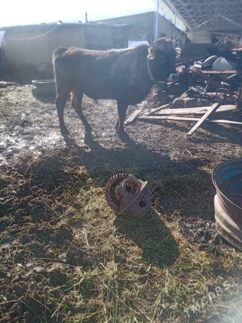 okuz - Bäherden - img 1