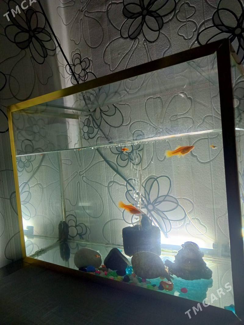 Аквариум - Туркменбаши - img 1