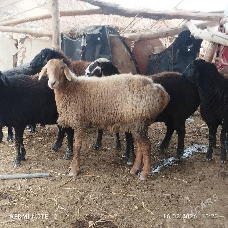 гойунлар богаз - Чарджоу - img 1