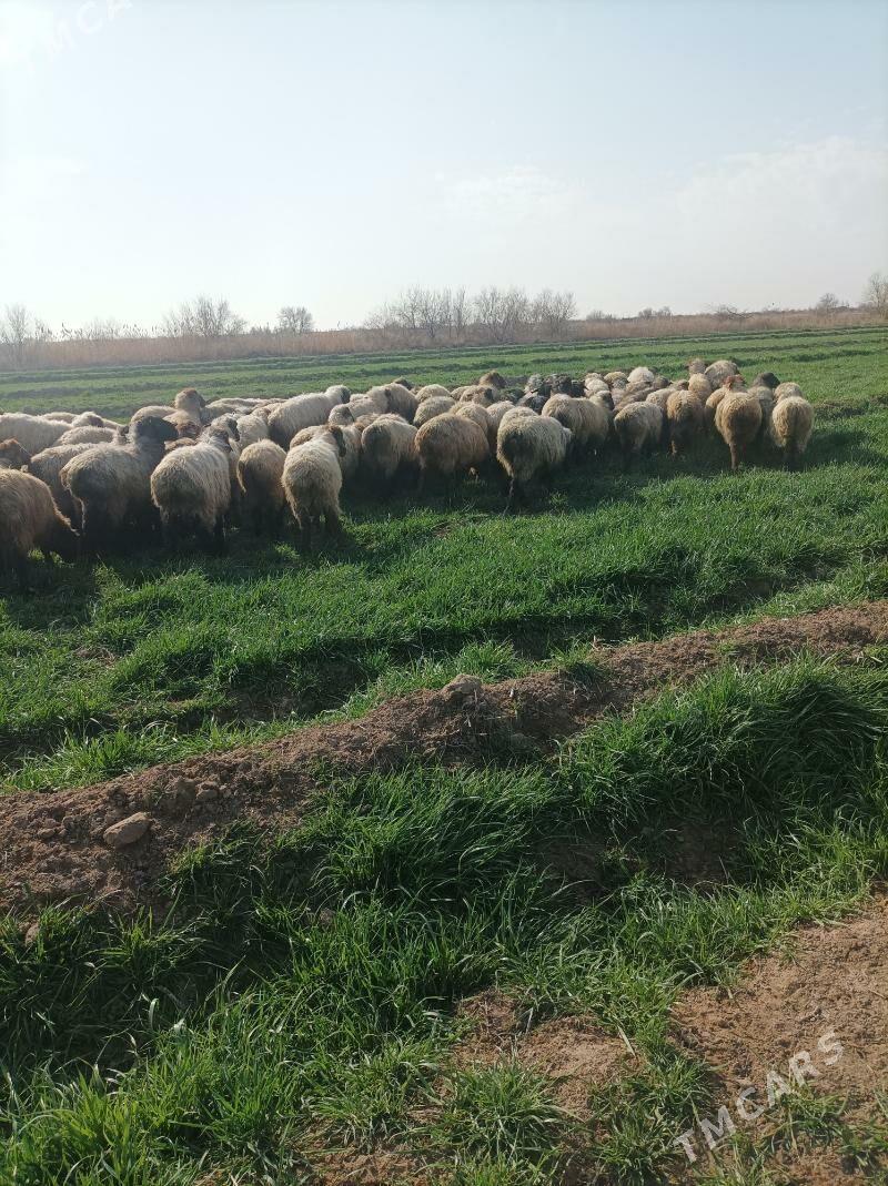 tokly - Mary - img 1