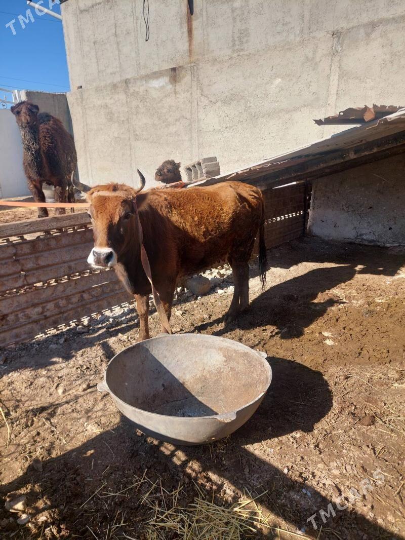 sygyr bogaz - Гызыларбат - img 1