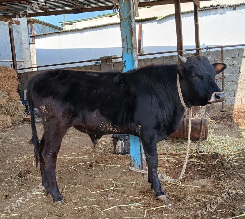 okuz - Гарадамак - img 1