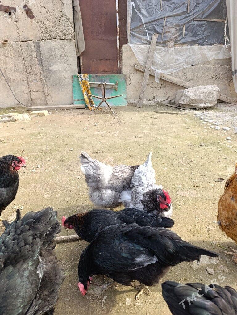 Джерский товугын юмуртгасы - Яшлык - img 1