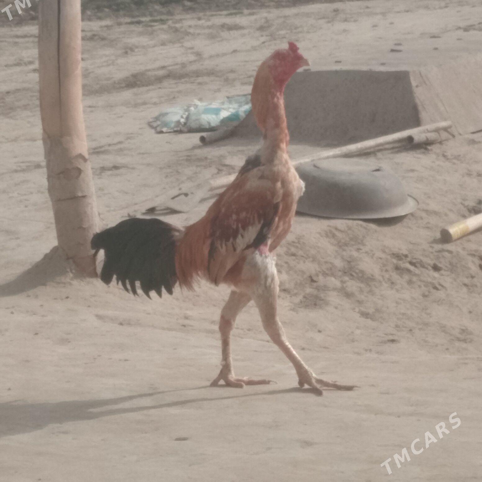 bayes - Байрамали - img 1