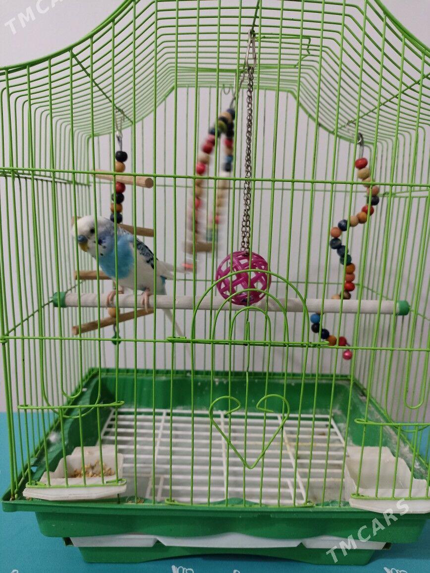 popugay - Туркменабат - img 1