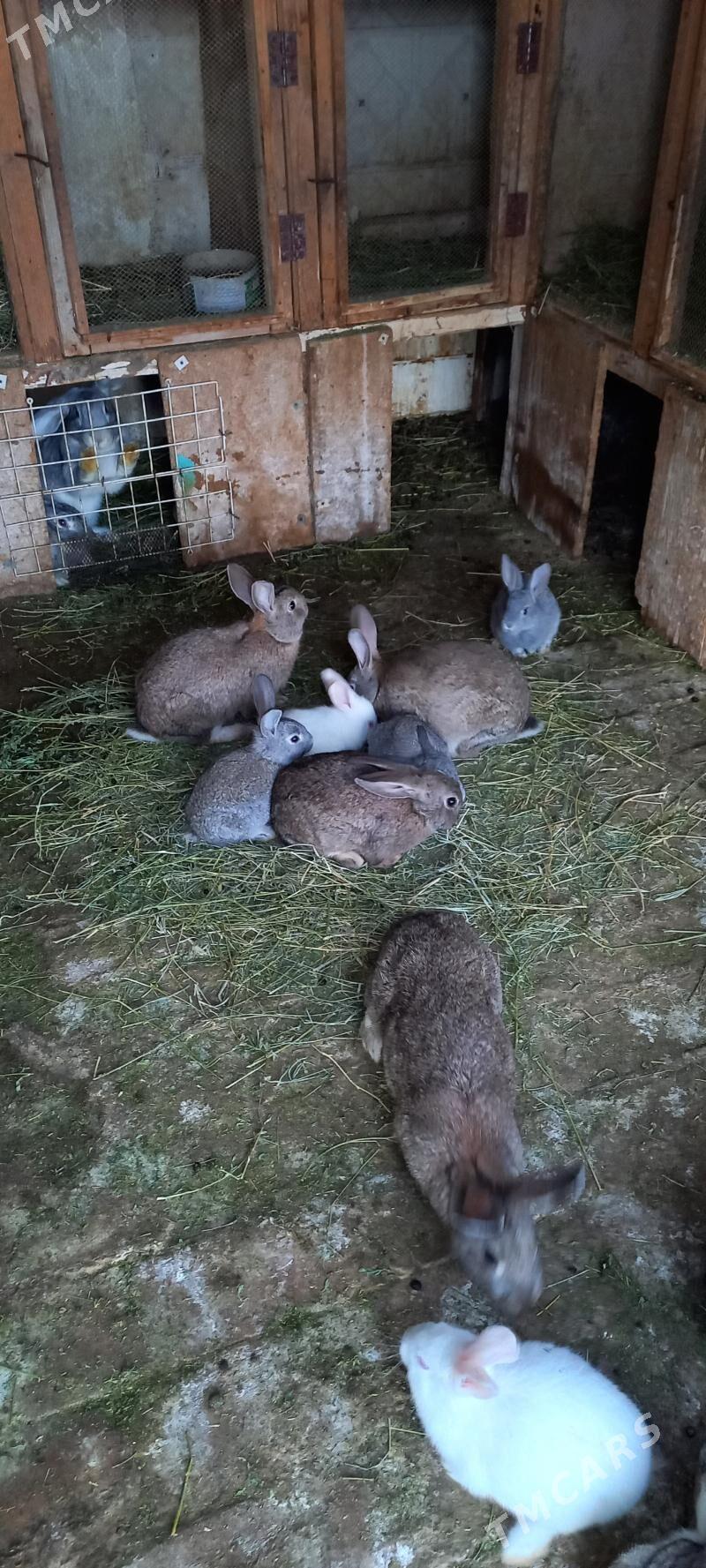 Towşan - Gyzylarbat - img 1