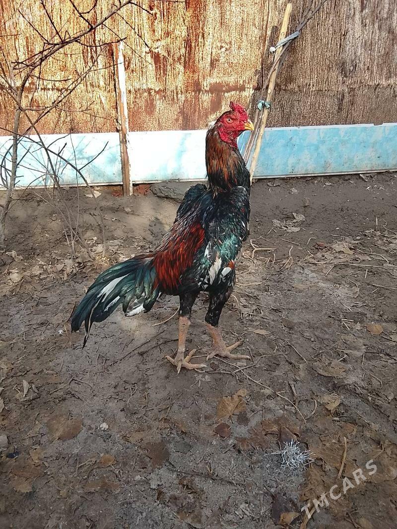 Horaz - Daşoguz - img 1