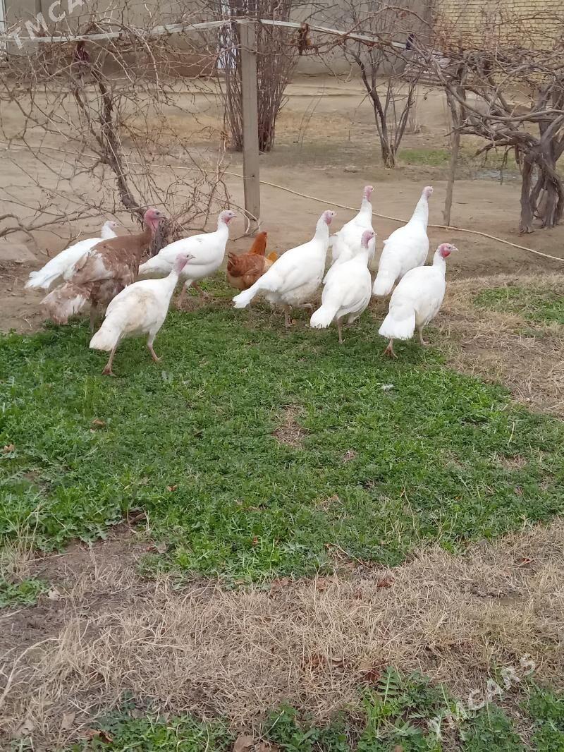 lnduk - Mary - img 1