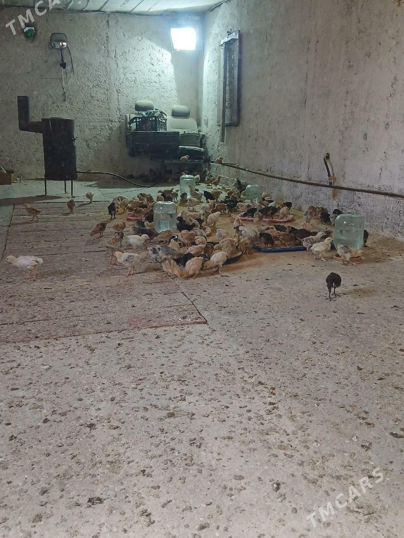 jüje - Aşgabat - img 1