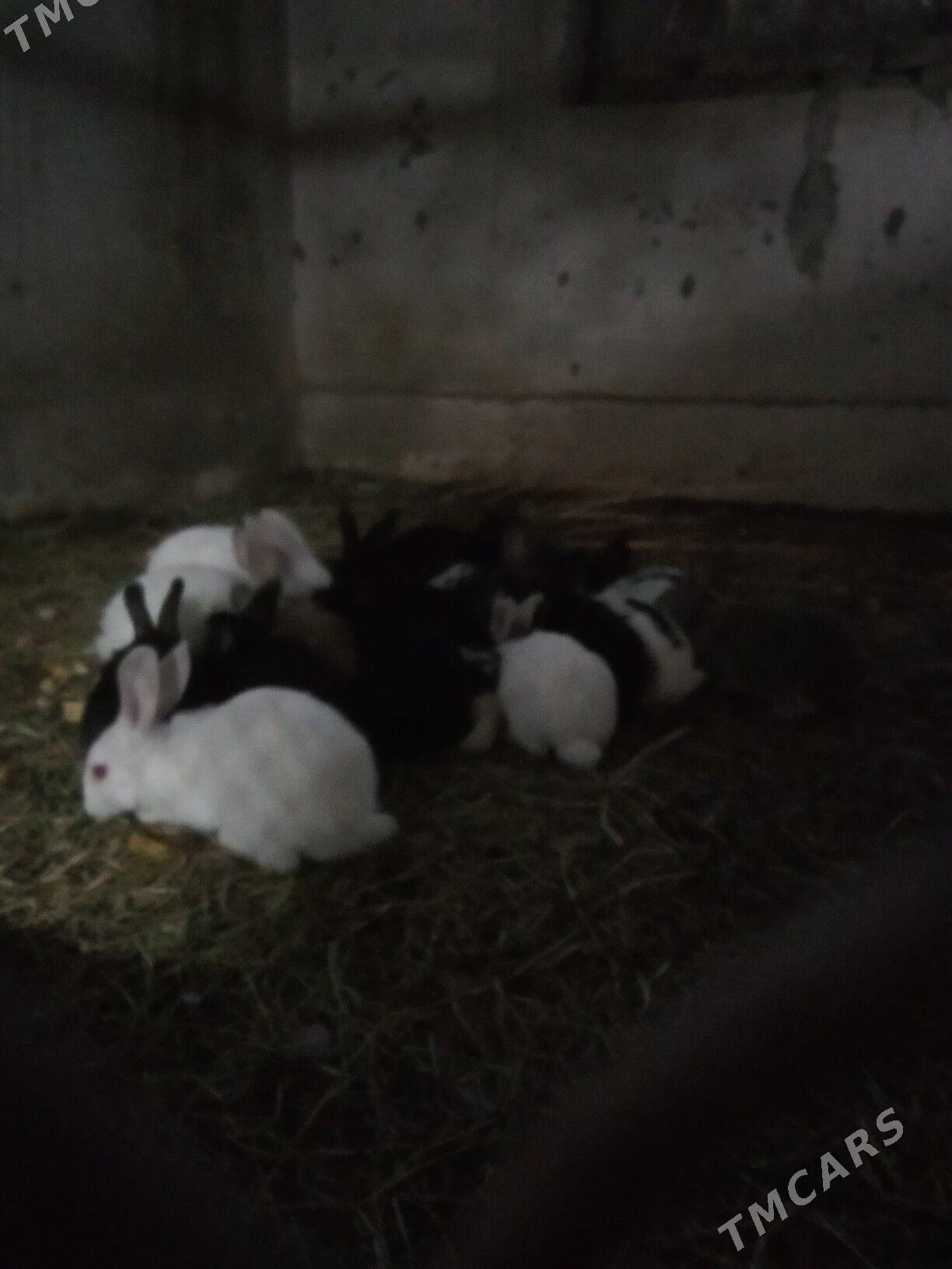 towşan welekan - Baýramaly - img 1