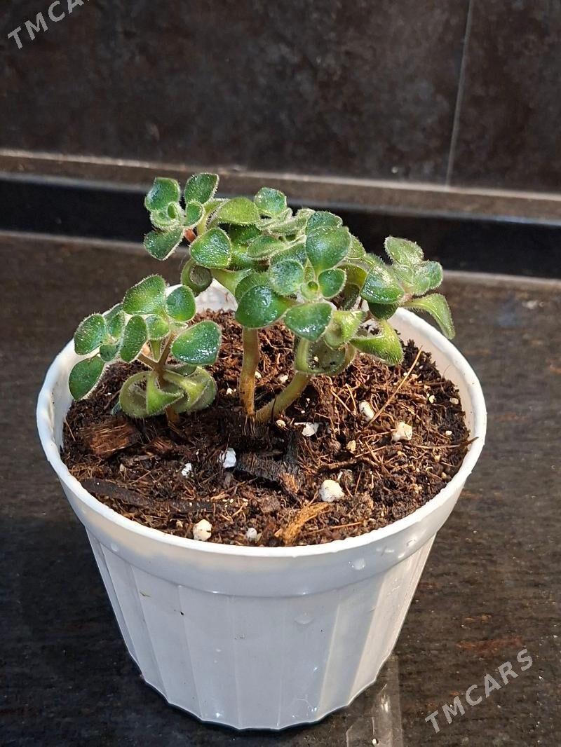 комнатные цветы - Aşgabat - img 1