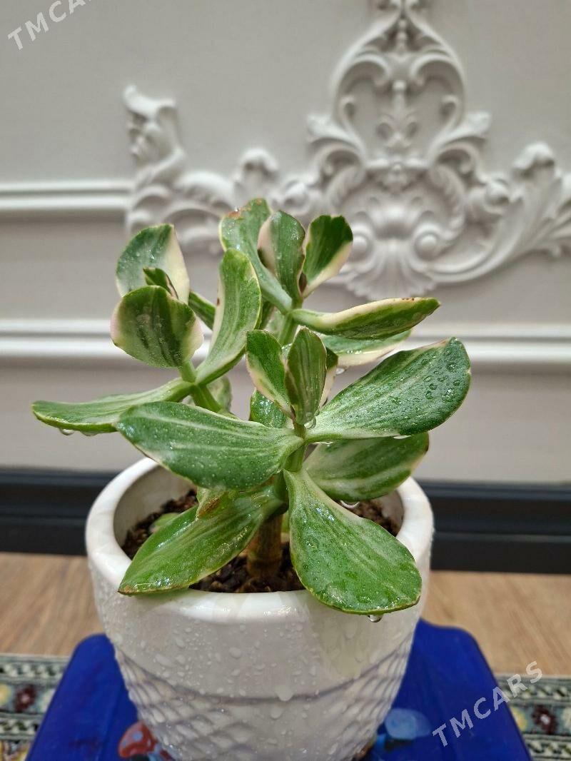 комнатные цветы - Ашхабад - img 1