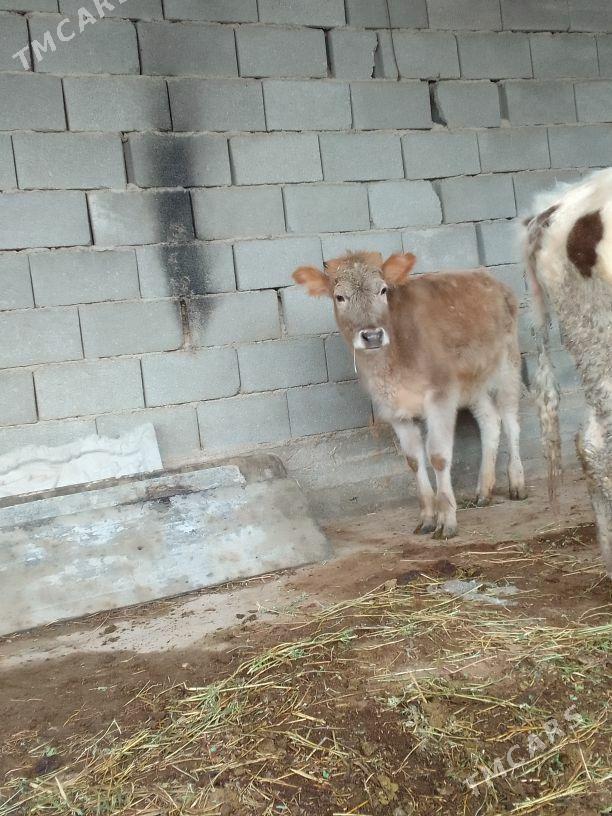 tuwe - Gökdepe - img 1