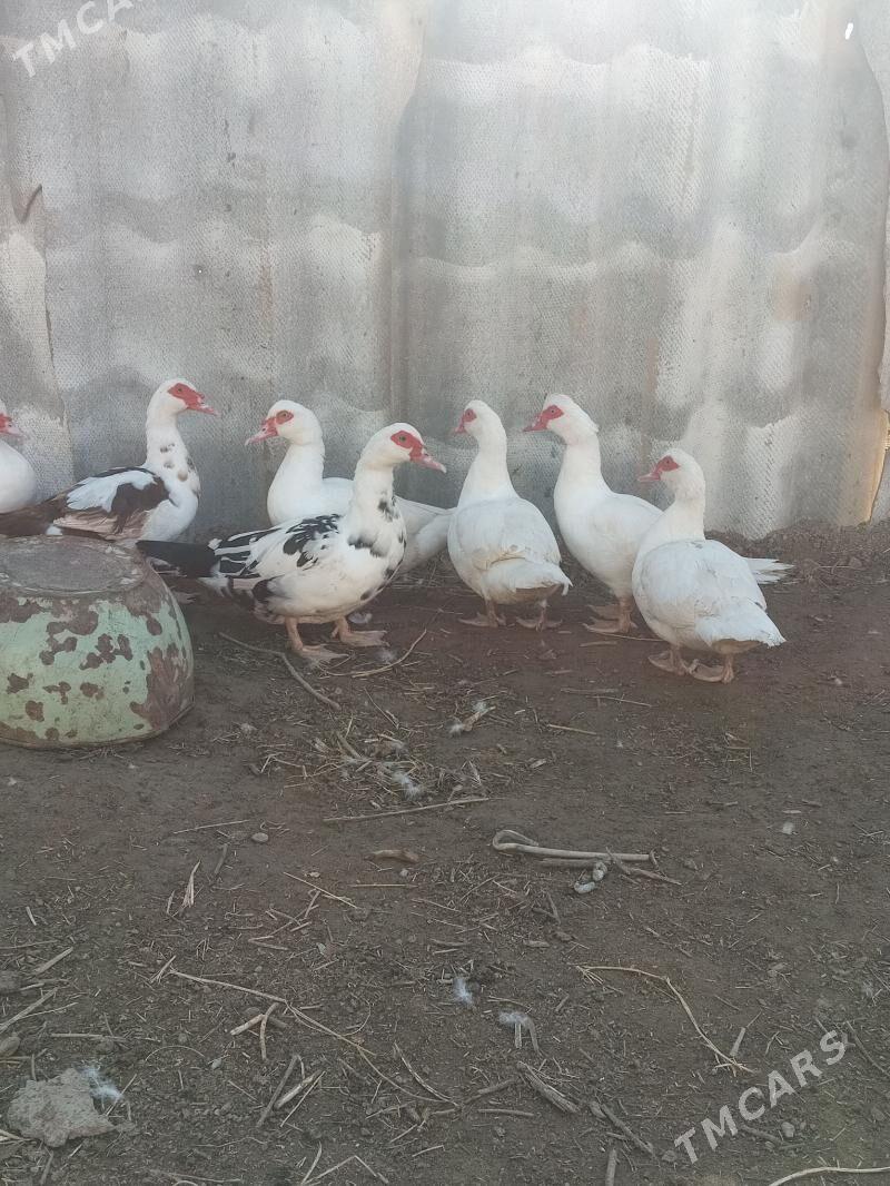 Ördek indutga - Чоганлы - img 1