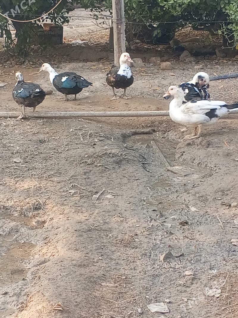 ordek - Бузмеин - img 1