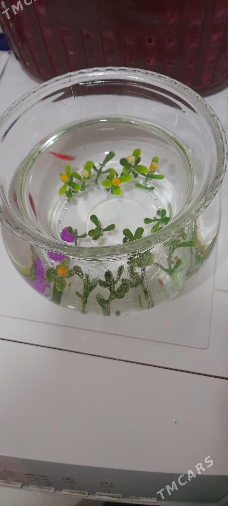 balyk akwarýum - 16-njy tapgyr - img 1